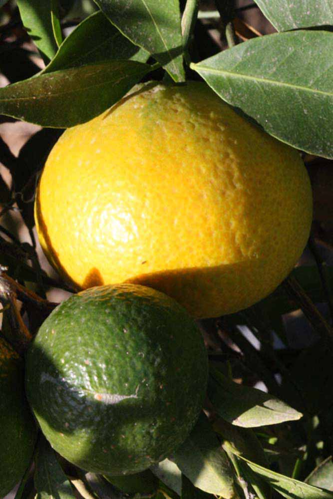              Fruit (Riverside, CA)       